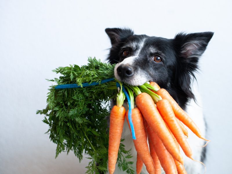 es necesario añadir verduras a la dieta BARF