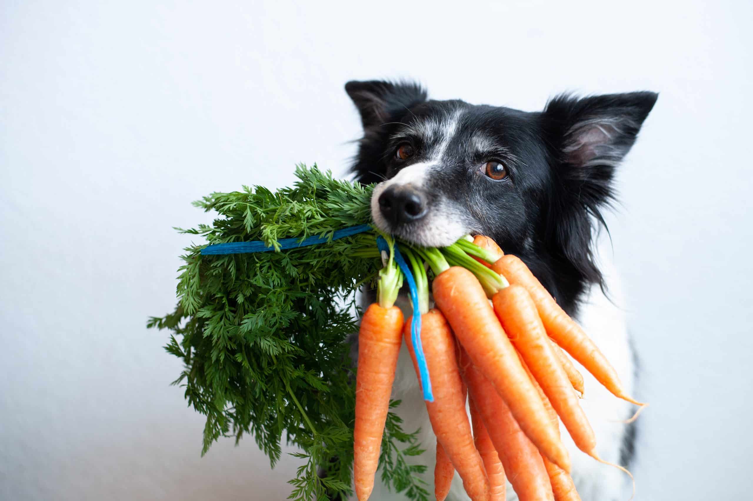 es necesario añadir verduras a la dieta BARF