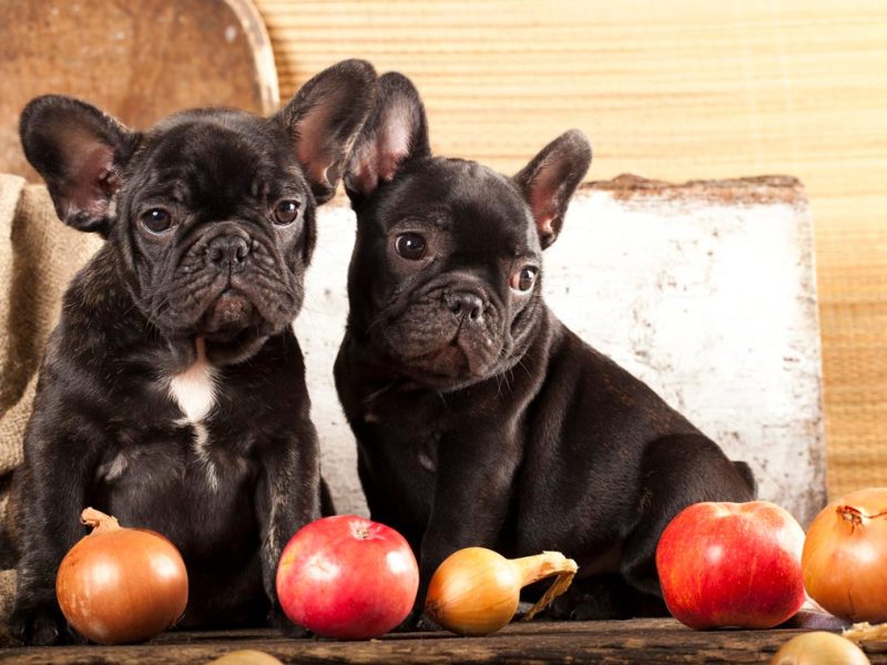 ¿Los perros pueden comer cebolla?