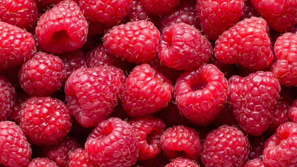 ¿Los gatos pueden comer frambuesas?