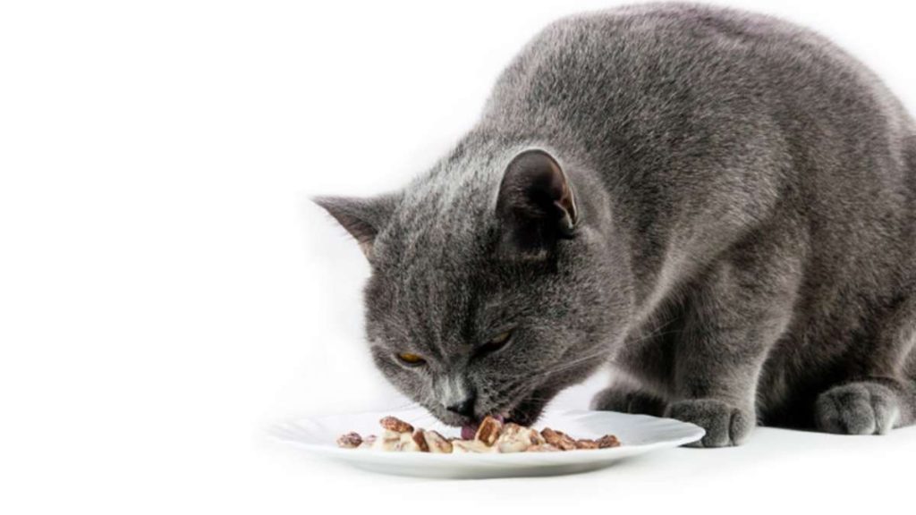 ¿Los gatos pueden comer gelatina?