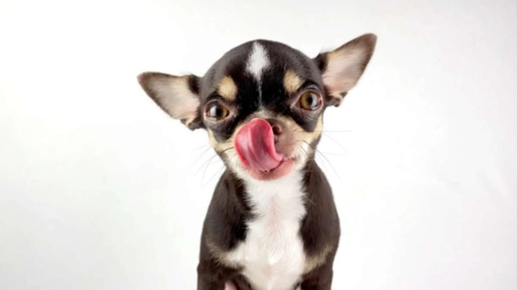 ¿Es bueno el queso para perros?